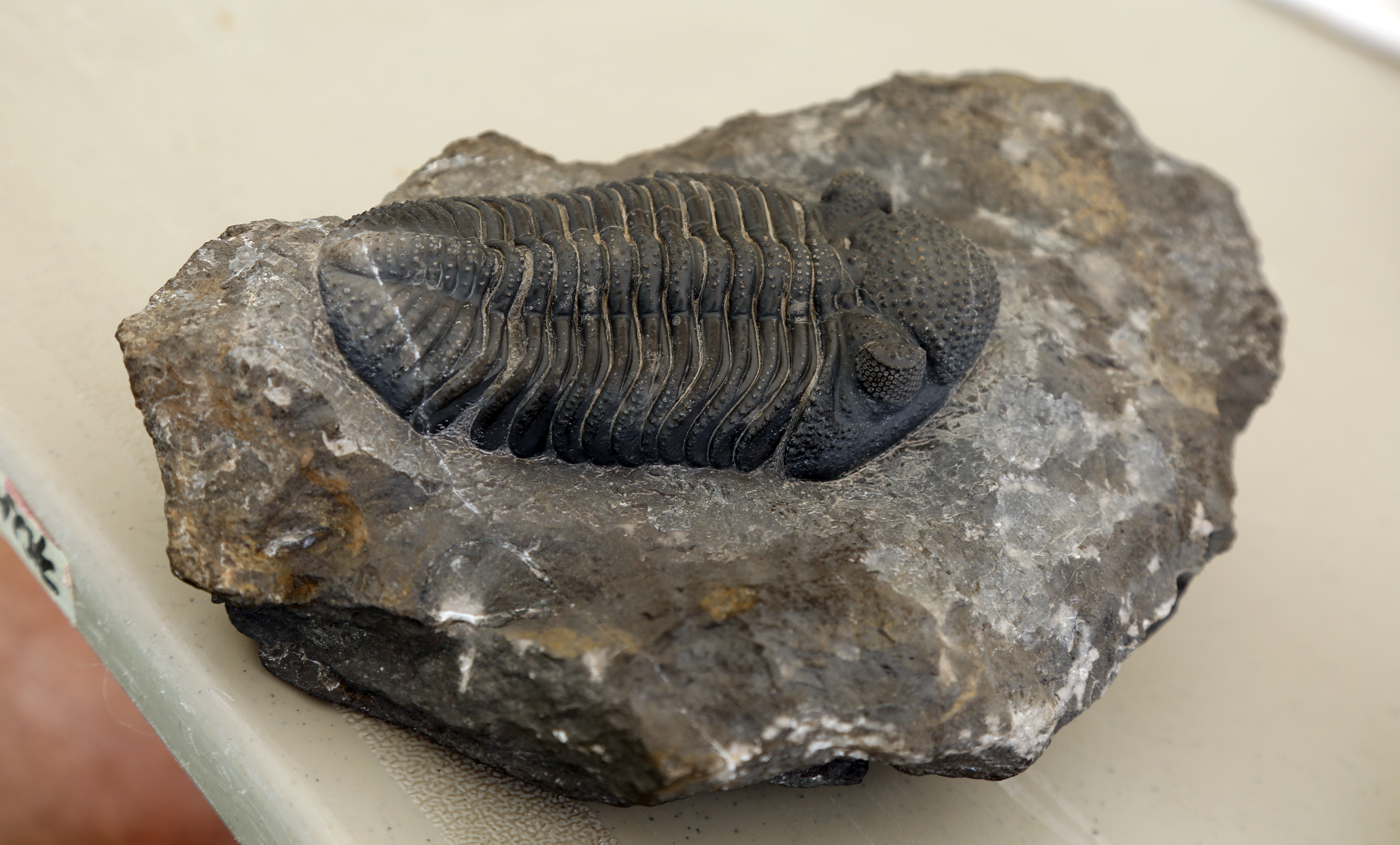 SPESIELT KUNSTVERK: Et 500 millioner år gammelt fossil er et kunstverk så godt som noe!