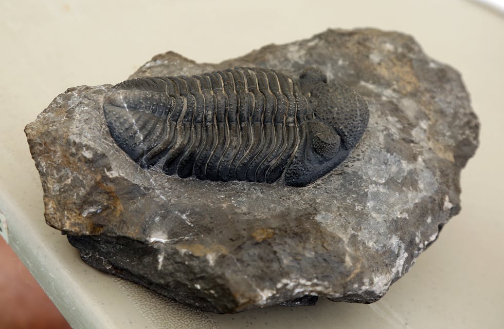 SPESIELT KUNSTVERK: Et 500 millioner år gammelt fossil er et kunstverk så godt som noe!