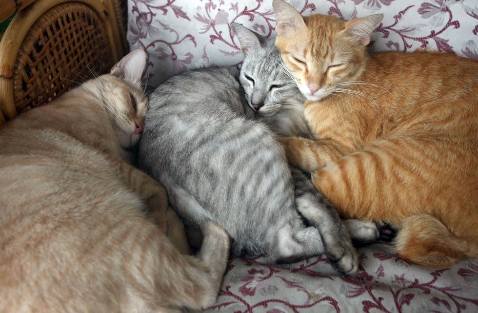 UADSKILLIGE BRØDRE: Cloud (f. v.), Boots og Goldie har holdt sammen hele livet og har nå nådd den anstendige alderen av 12 år. Tre av elleve katter i heimen til undertegnede.