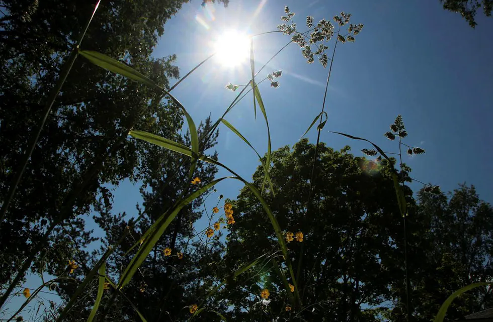SOLA SKINNER: Kom deg ut og nyt sola denne uka! Foto: Martine Myhre Shurdhiqi