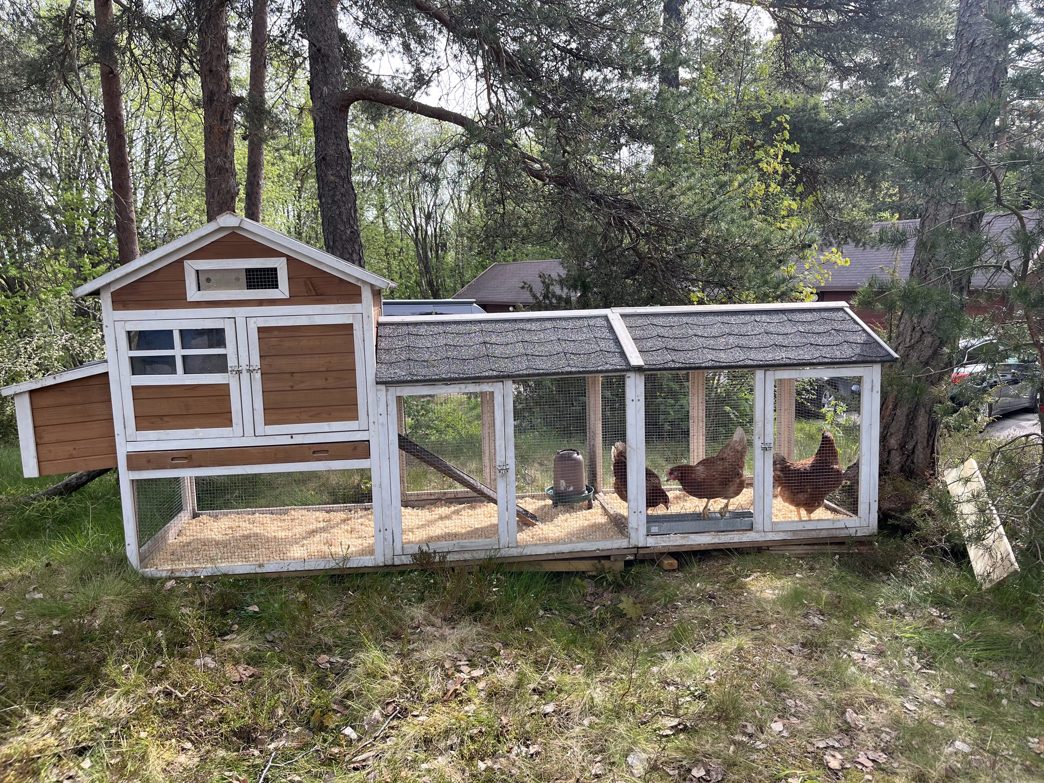 5 STJERNER: Her bor de, hønene altså. 