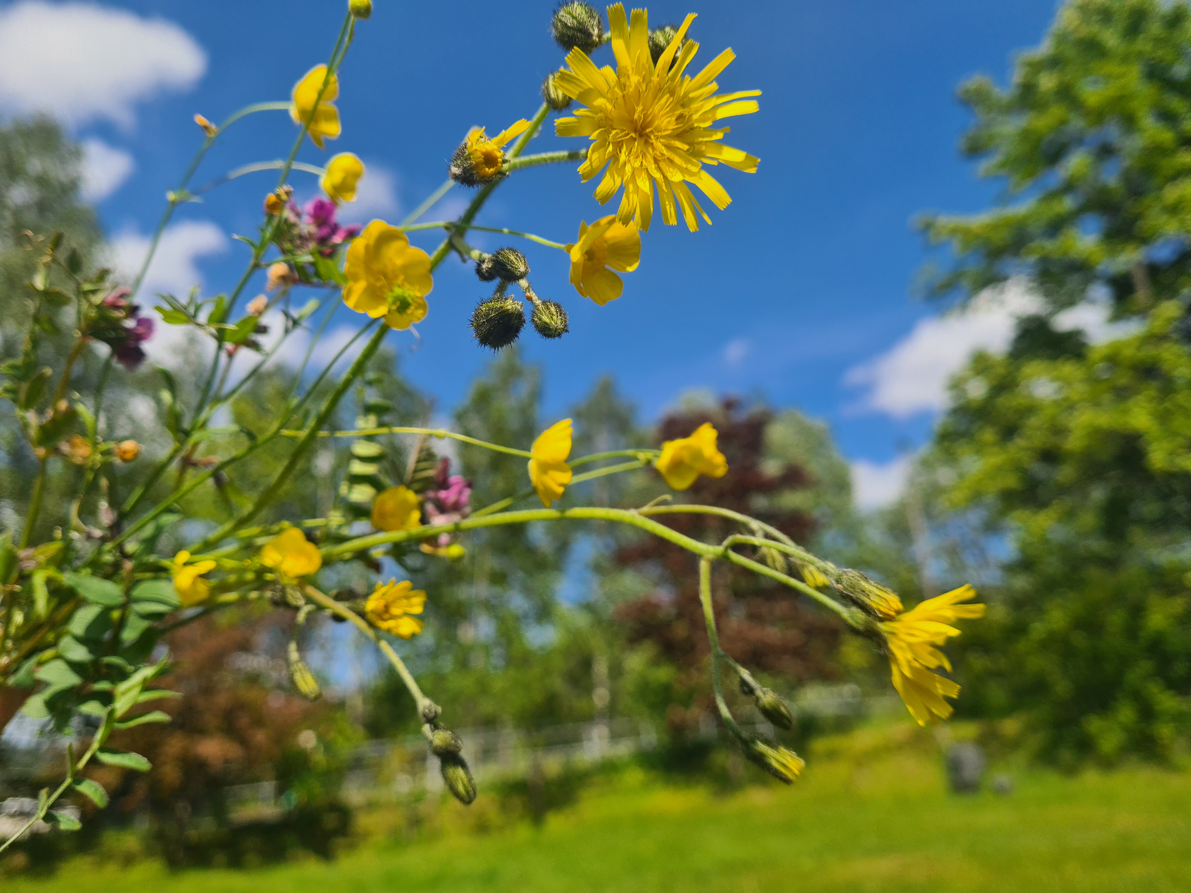 SOMMER… Velkommen skal du være. Men så gjenstår det å se om kalenderen og metereologene «melder» det samme, da. 