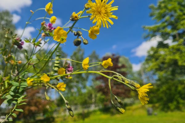SOMMER… Velkommen skal du være. Men så gjenstår det å se om kalenderen og metereologene «melder» det samme, da.