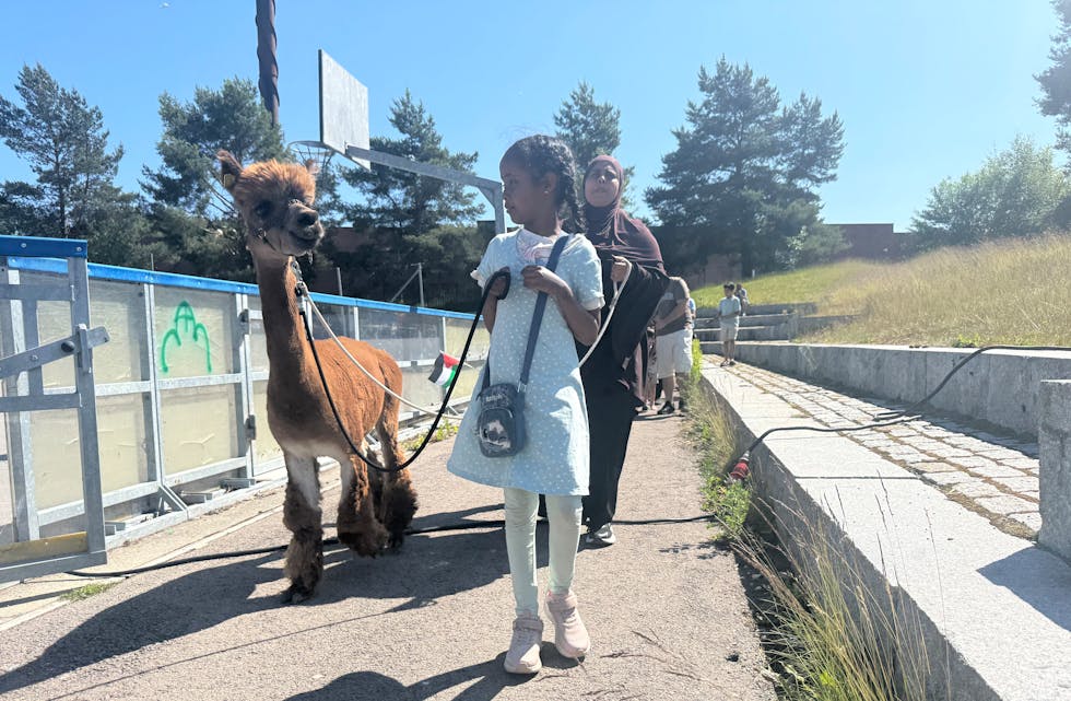 POPULÆRT: Alpakka-vandring var et populært innslag.