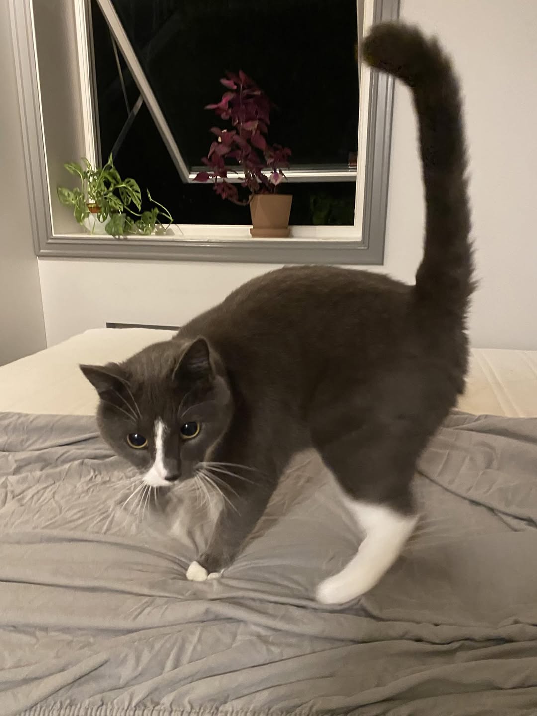 Foto: Mikkel Syverstuen.