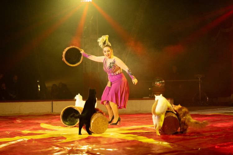 VAKRE KATTER I FULL UTFOLDELSE: Anelyas katter er en ekte godbit for katteelskere og alle andre.