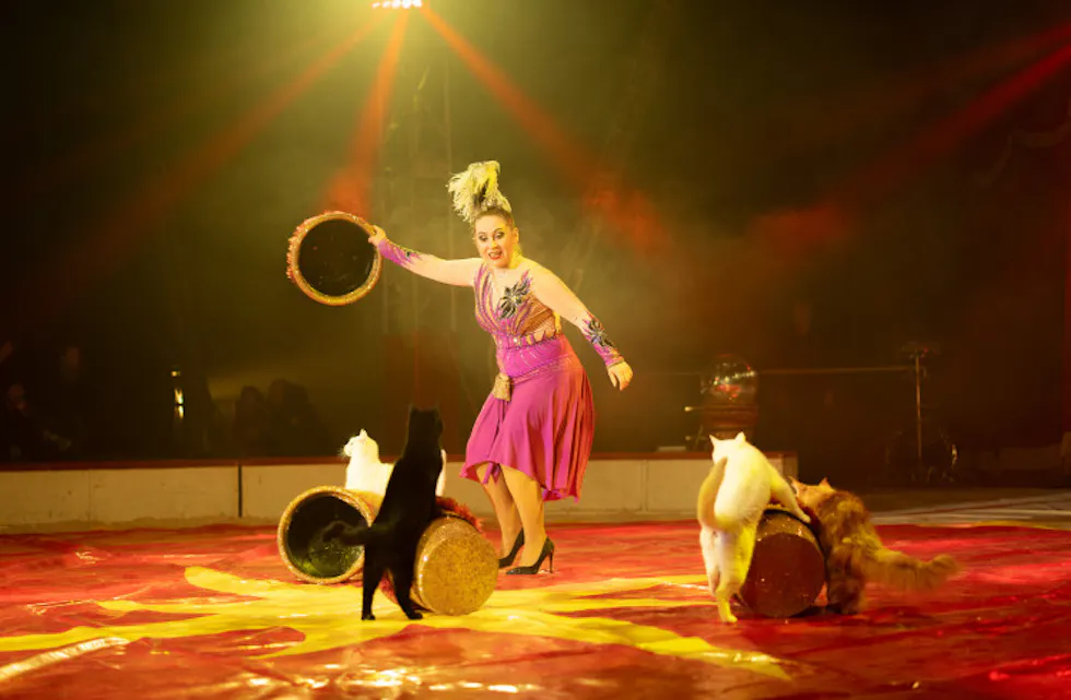 VAKRE KATTER I FULL UTFOLDELSE: Anelyas katter er en ekte godbit for katteelskere og alle andre.