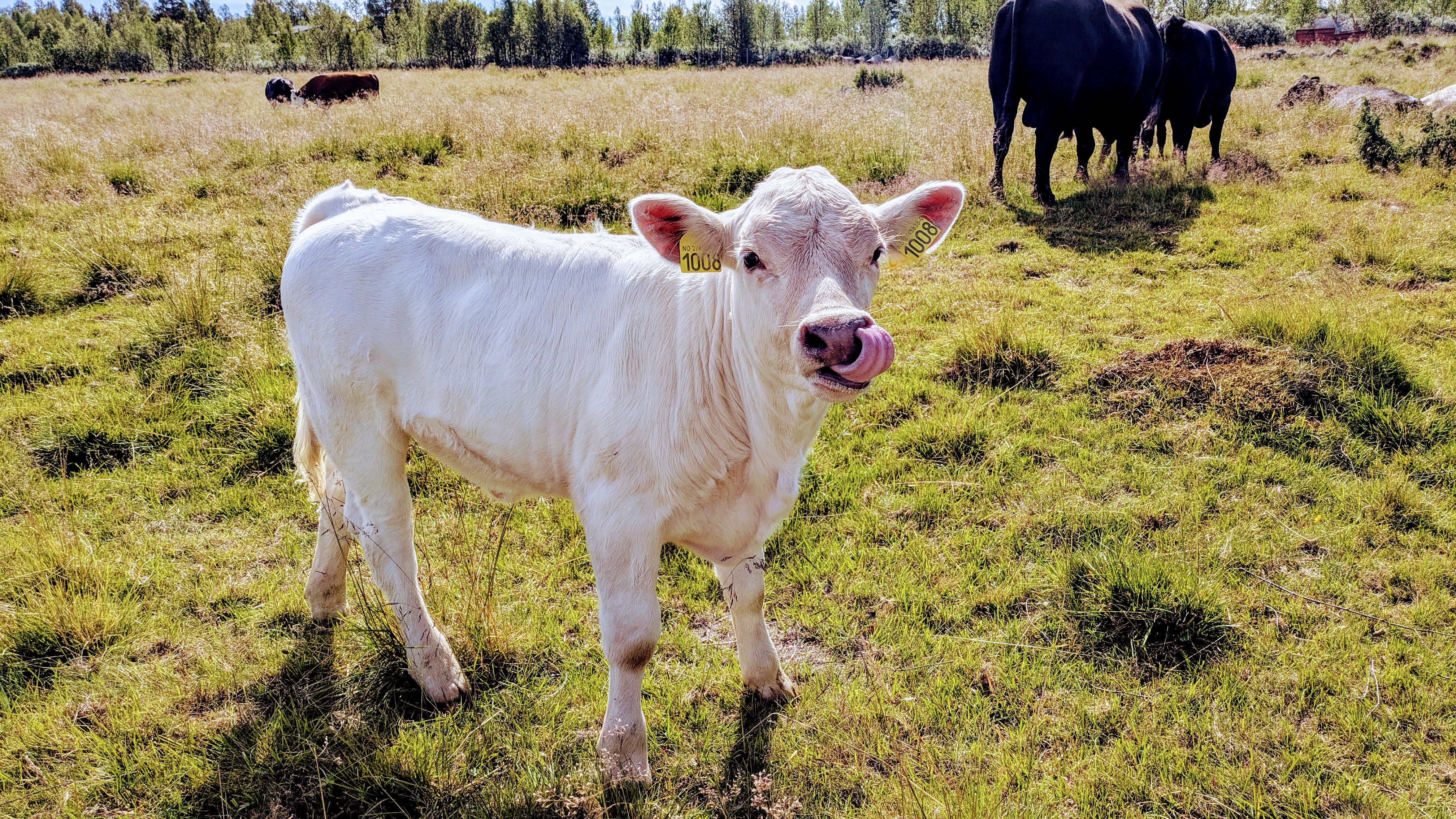 VINNERBLIKKET: Den lille kalven hadde nettopp fått seg et solid måltid og var både mett og selskapssyk. Et blinkskudd fra Eva Mauseths sykkelferie på Dagalifjell er ukens sommerbilde i avisa.