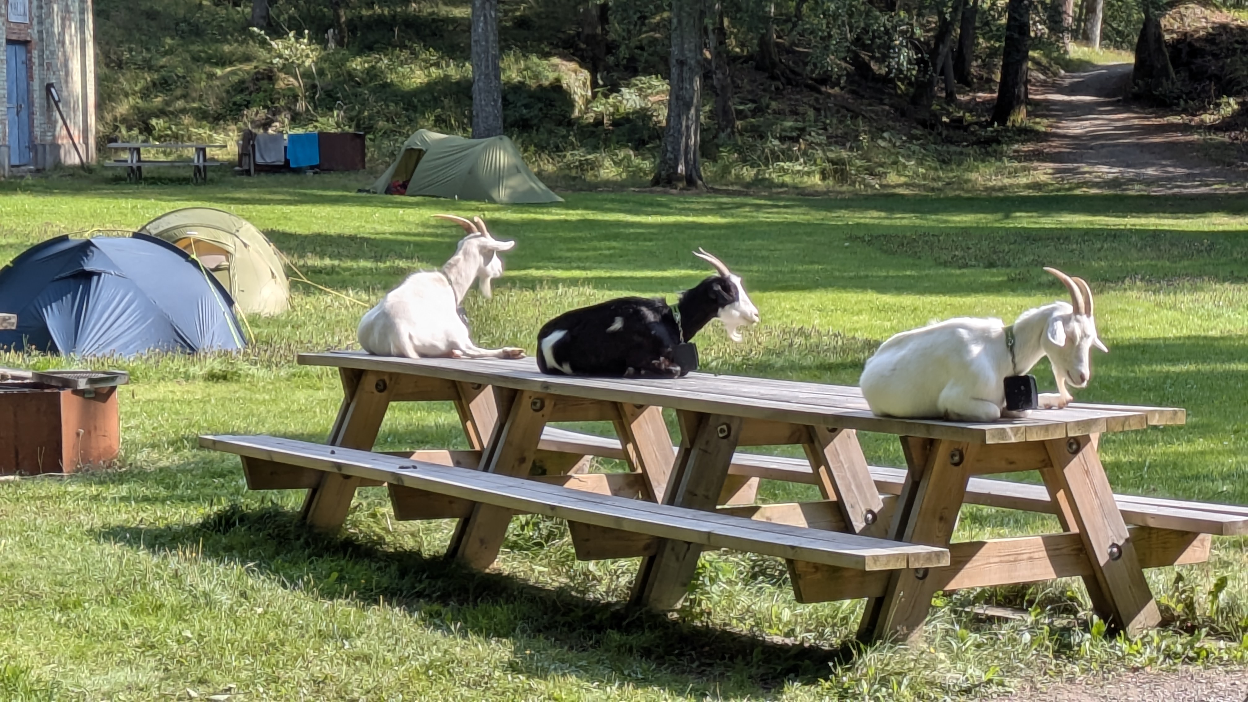 SEND MER: Som mange andre har Eva Mauseth delt morsomme øyeblikk og herlige stunder fra årets sommer, som disse «okkuperende» geitene på Håøya. Vi kan egentlig aldri få for mange slike øyeblikk – send oss dine sommerminner! I bildeformat, vel å merke. 