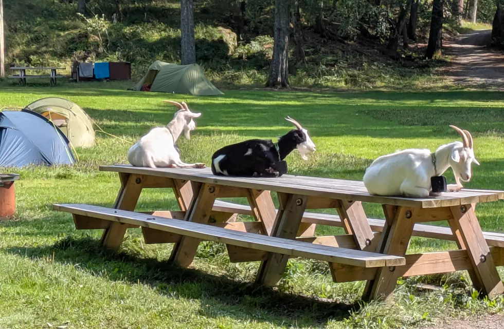 SEND MER: Som mange andre har Eva Mauseth delt morsomme øyeblikk og herlige stunder fra årets sommer, som disse «okkuperende» geitene på Håøya. Vi kan egentlig aldri få for mange slike øyeblikk – send oss dine sommerminner! I bildeformat, vel å merke.