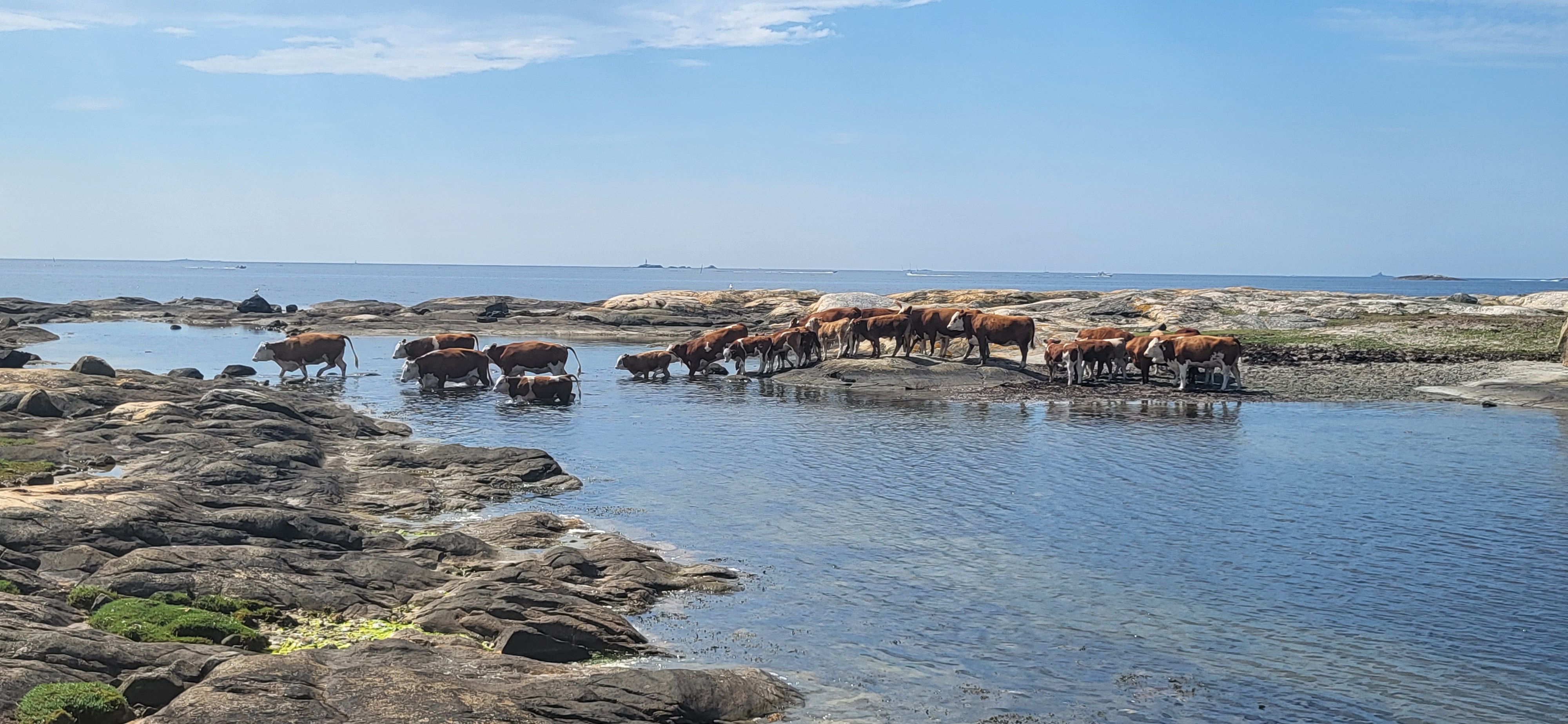 SOMMEREN ER PÅ HELL… men bildene lever videre. «Sommerbildet 2025» går nå inn i sin siste fase – finalen. Før juryen møtes på mandag har du fortsatt sjansen til å sende inn dine beste blinkskudd. Bruk helga godt – dette er siste innspurt! 