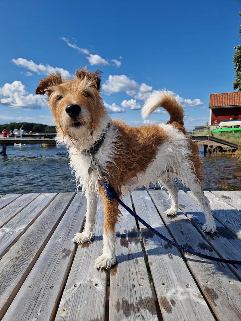 #1 ELLEN TORUNN ANDRESEN: Hunden Nikki nyter sommerlivet på Hvasser etter årets første bad.