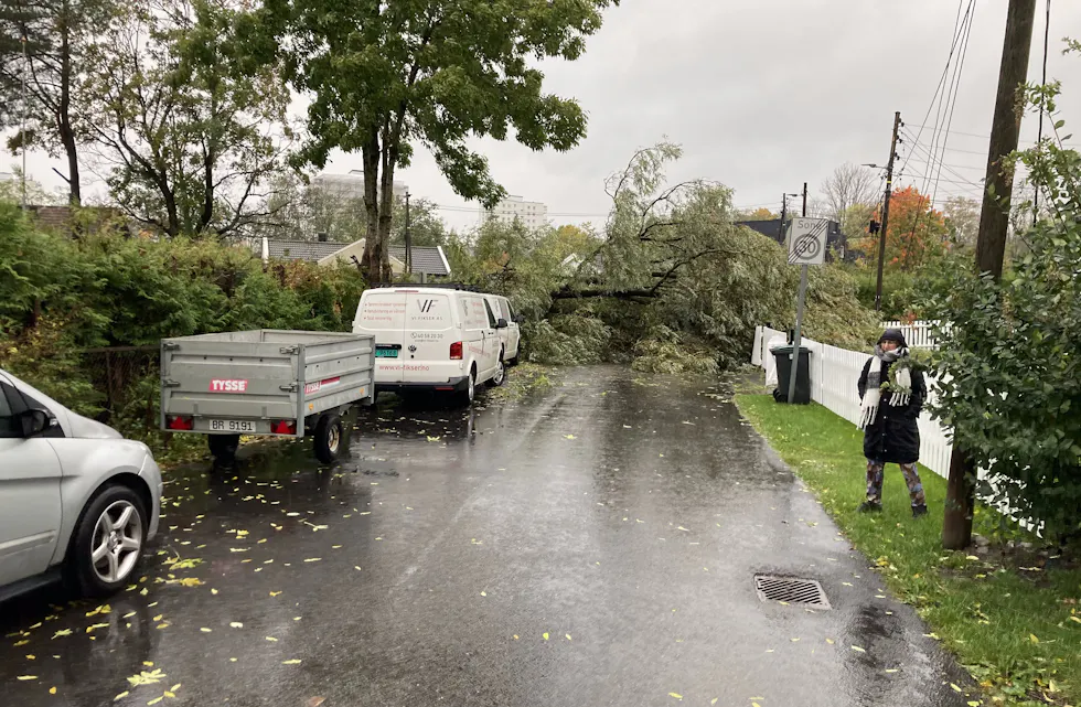 Treet stenger Hallvard Bergves vei.