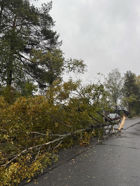 Et massivt tre ble revet opp med i to og la seg tvers over veien – og med det også strømforsyningen.