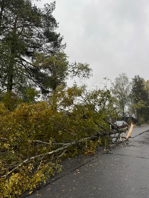 Et massivt tre ble revet opp med i to og la seg tvers over veien – og med det også strømforsyningen.