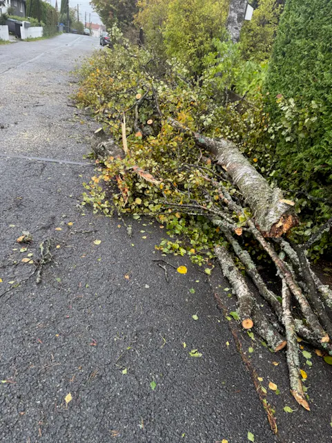 Motorsager og naboenes kollektive innsats, sørget for at treet fort ble ryddet av veien.