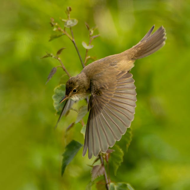 Myrsanger – Fra Naturkalender 2026. (Foto: Roy Greger)