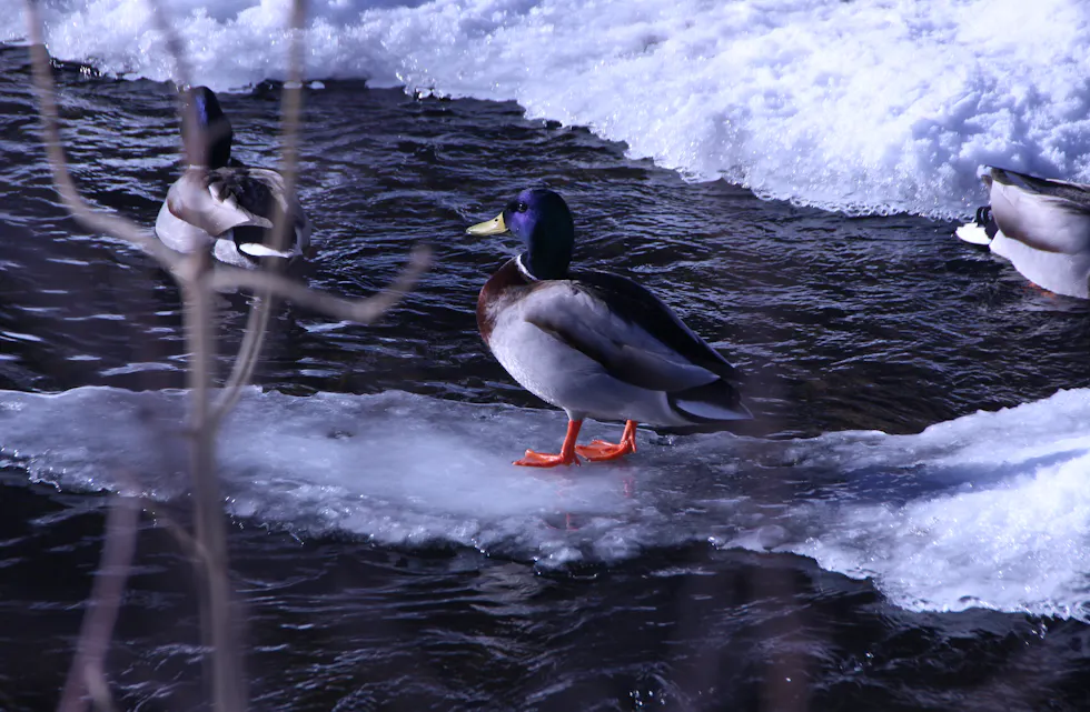 MELLOM IS OG ÅPENT VANN: Endene finner fram der isen gir etter. Det drypper, det smelter – og lyset varer litt lenger for hver dag.