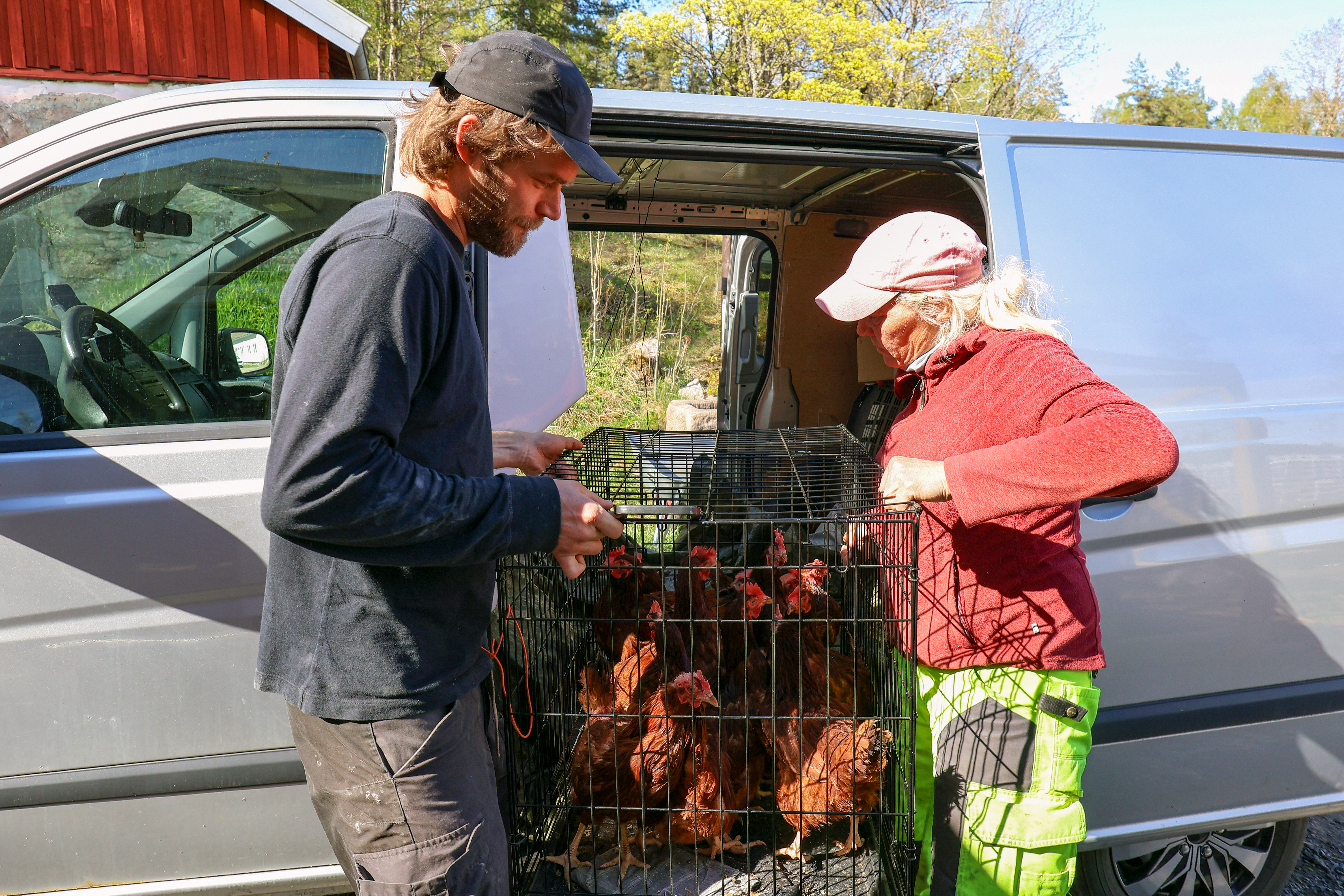 VELKOMMEN HJEM: 14 høner har flyttet inn på Bånkall gård.