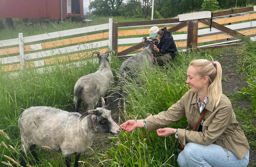 NYE BEBOERE: Linnea, Anna og Panda har flyttet inn på Bånkall gård. De tre spælsauene skal tilbringe sommeren på gården, hvor de både skal skape liv på tunet og holde gresset nede.