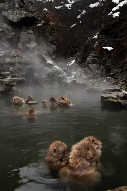I JAPAN: Jigokudani Apepark - Nagano, Japan