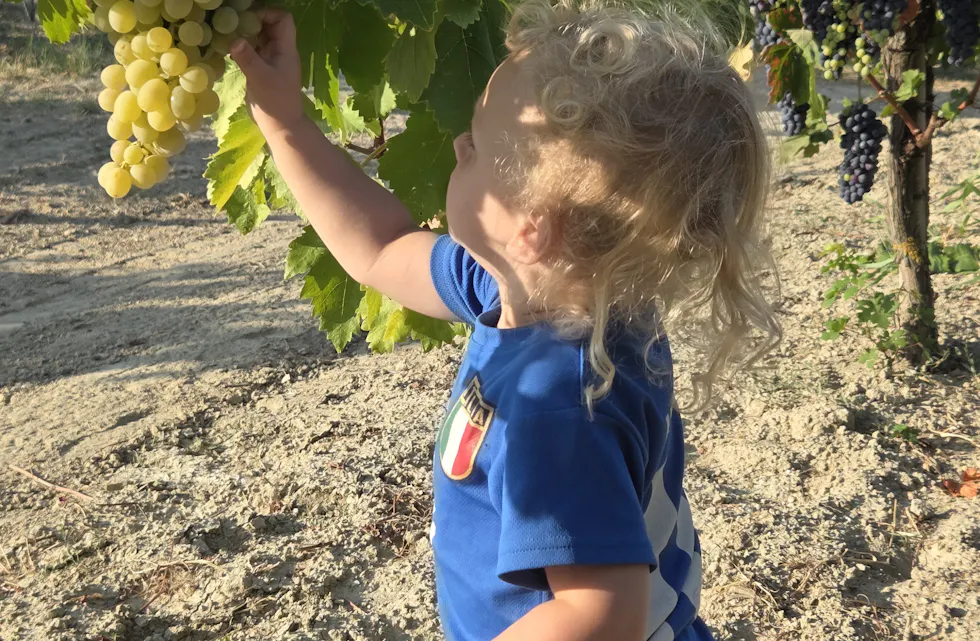 BLANT VINRANKENE: Sofus (2) tester vindruene i Italia, i bildet som er ukevinner i Sommerbildet.