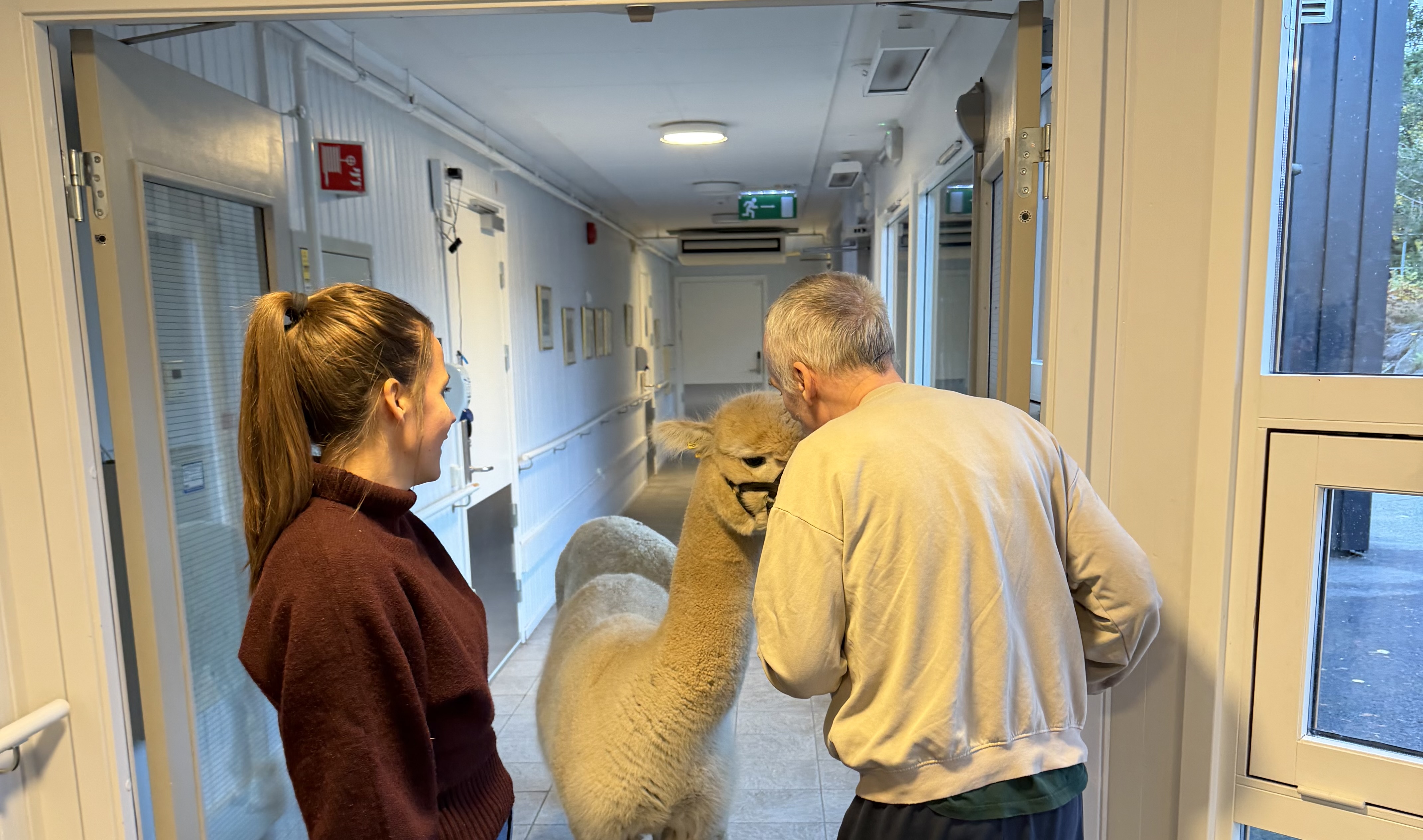 FIRBEINT BESØK: En av alpakkaene fikk komme helt inn i gangene på Stigenga bolig. Her hilser en beboer på den nysgjerrige gjesten.