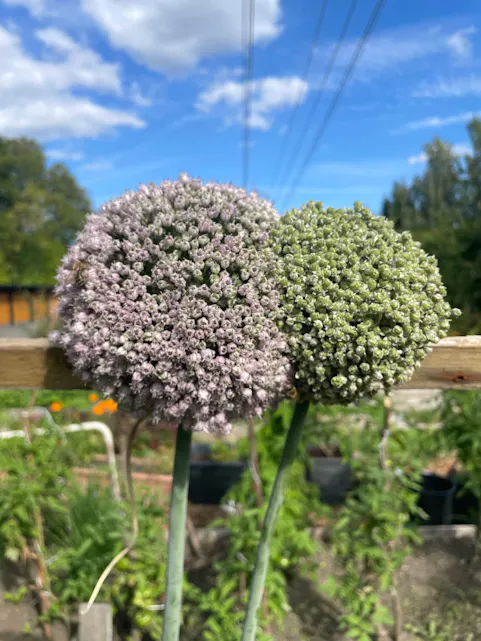 I FULL BLOMST: Store blomsterstander ruver over bedene i Anupama Choudharys parsellhage, som rommer både blomster og en rekke spiselige vekster. (Foto: Oxana Gundersen)