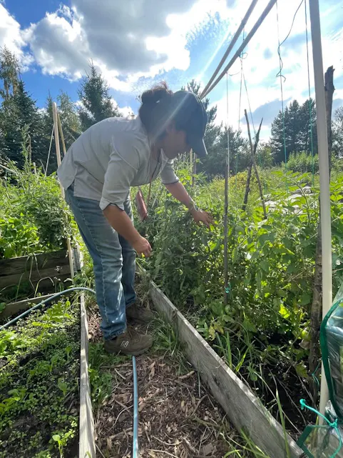TETT PÅ PLANTENE: Anupama Choudhary steller vekstene i parsellhagen. Etter hvert som hagen vokste, tilbød hun den som arbeidssted for bydelens «Jobb for ungdom». (Foto: Oxana Gundersen)
